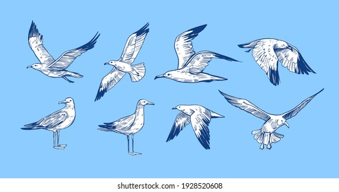 Set of seagulls outlines. Hand drawn illustration converted to vector. Black on transparent background