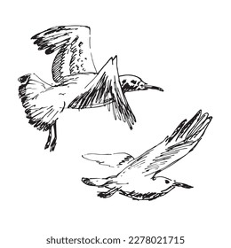 Set of seagulls outlines. Hand drawn illustration converted to vector. Black on transparent background
