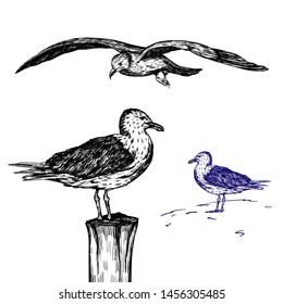 Set of seagulls sketches. Isolated background. Vector illustration.