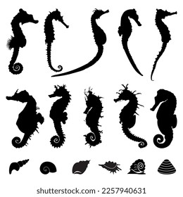 Set Seahorses and shell silhouette