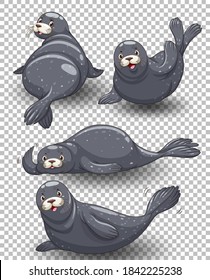 Set of seal cartoon transparent background illustration