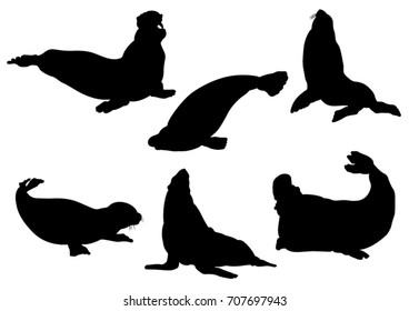 Set of Seals and Sea Calf Silhouettes - Vector Illustration