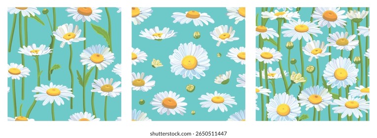 Conjunto de padrões de fundo sem emenda Daisies no campo. Margaridas realistas. Flores de camomila medicinais. Fundo de flor Daisy.
