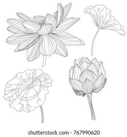 Set of seamless monochrome lotus.