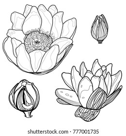 Set of seamless monochrome water-lily.