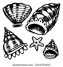 Set de conchas dibujadas a mano doodle. Concha de molusco marino. Concha de cangrejo. Arrecife de coral. Buceo en el agua. Vector boceto línea ilustración de arte.