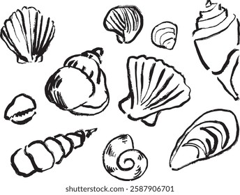 set of seashell hand drawn illustrations. chalk texture line art