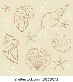 Set of seashells