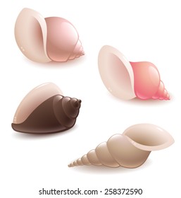 Set of seashells