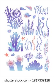 Set with seashells, algae and corals. Marine collection. Colored vector illustration.