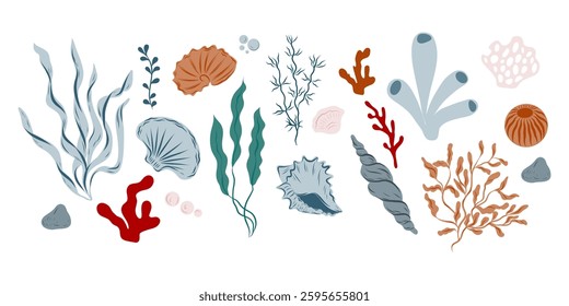 Set of seashells, algae, seaweeds, corals, different shapes and colors, hand drawn ocean life