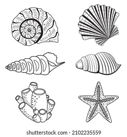 A set of seashells. Black outline line, doodle style