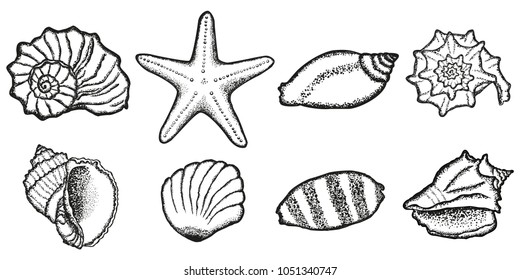 Set of seashells. Black and white drawing, sketch. Dot design.