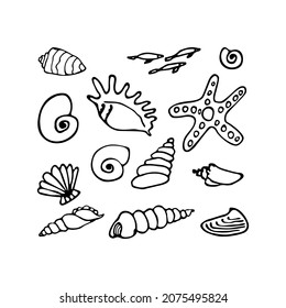 Set of seashells, clamshell, starfish. Inhabitant of a coral reef, ocean, seabed, oceanarium, aquarium. Hand drawn thin line art vector illustration. Isolated simple element.