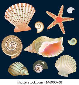 set of seashells with dark background