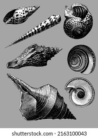 Set of seashells, different types like gastropods, bivalves, tusk shells, mollusks, cockles, clams and scallops, also murex and turbo shaped and nautilus shells. Great for tattoos or seamless patterns