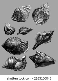 Set of seashells, different types like gastropods, bivalves, tusk shells, mollusks, cockles, clams and scallops, also murex and turbo shaped and nautilus shells. Great for tattoos or seamless patterns