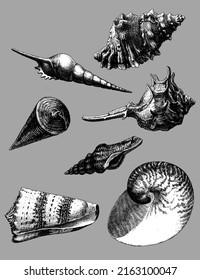 Set of seashells, different types like gastropods, bivalves, tusk shells, mollusks, cockles, clams and scallops, also murex and turbo shaped and nautilus shells. Great for tattoos or seamless patterns