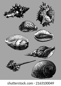 Set of seashells, different types like gastropods, bivalves, tusk shells, mollusks, cockles, clams and scallops, also murex and turbo shaped and nautilus shells. Great for tattoos or seamless patterns