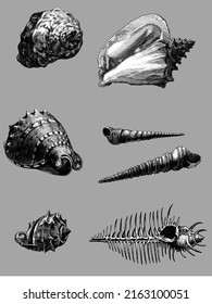 Set of seashells, different types like gastropods, bivalves, tusk shells, mollusks, cockles, clams and scallops, also murex and turbo shaped and nautilus shells. Great for tattoos or seamless patterns