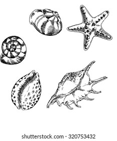 Set of seashells drawn by ink. Hand drawn vector illustration.