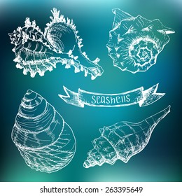 Set of Seashells. Hand drawing sketch vector illustration
