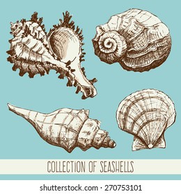 Set of Seashells. Hand drawing sketch vector illustration