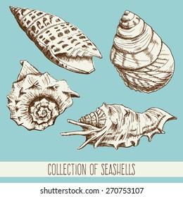 Set of Seashells. Hand drawing sketch vector illustration