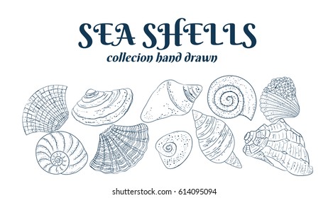Set seashells Hand drawn collection. Dark and white vector illustration.