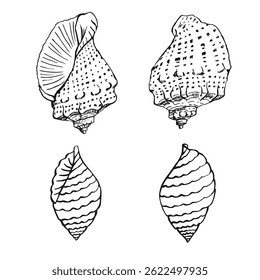 Conjunto de conchas marinhas. Ilustração de vetor desenhada à mão.