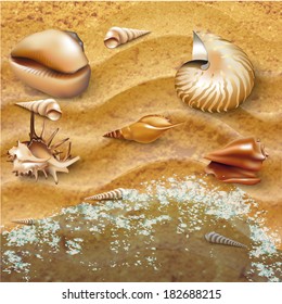 Set of sea-shells, isolated on sand background