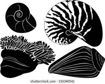 set seashells isolated on white background