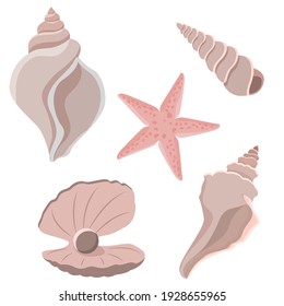 Set of seashells. Seashells isolated on white background. Starfish, pearl, river and sea molluscs. Vector illustration