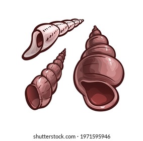 Set of seashells. Marine animals, underwater. Vector illustration in cartoon style, objects isolated on white