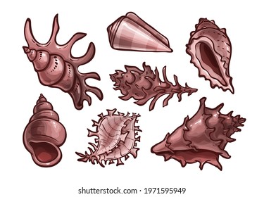 Set of seashells. Marine animals, underwater. Tulip, conch, conus shape. Vector illustration in cartoon style, objects isolated on white