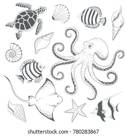 Set of seashells and marine animals. Vector illustration.