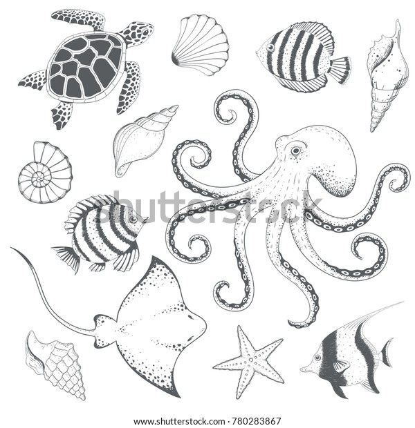 Set Seashells Marine Animals Vector Illustration Stock Vector (Royalty ...