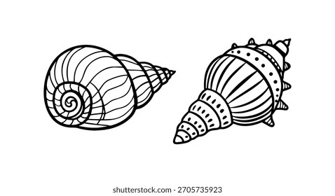 Set of Seashells on Black Colour