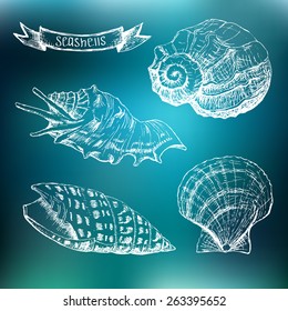 Set of Seashells  on blurred background. Hand drawing sketch vector illustration