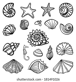 Set of seashells on white background. Vector illustration