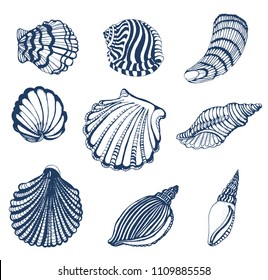 set of seashells, outline on white background, hand drawing, sea, vector