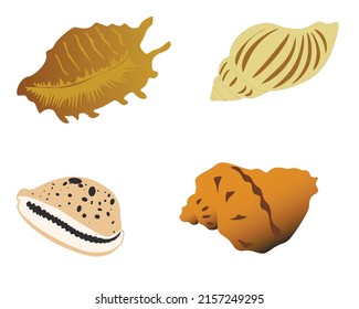 Set of seashells. Sea shells on white background. Vector illustration