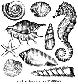 set of seashells sketch in retro style isolated on white background, handmade, seahorse, vector Stock