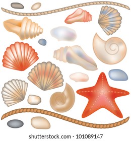 Set seashells and starfish isolated, vector illustration