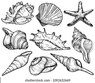 Set with seashells and starfish, sea mollusk collection