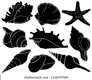 Set with seashells and starfish silhouettes, sea mollusk collection