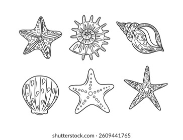 A set of seashells and starfish of various shapes, vector illustration. Contour drawing of isolated elements on a white background for a designer clipart template.