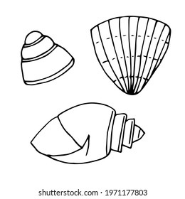 Set of seashells, vector illustration, doodles, hand drawn