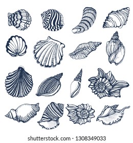 set of seashells vector illustration, hand drawing