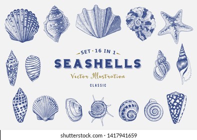 Set seashells. Vector illustration in style engravings. Blue and gold colors.